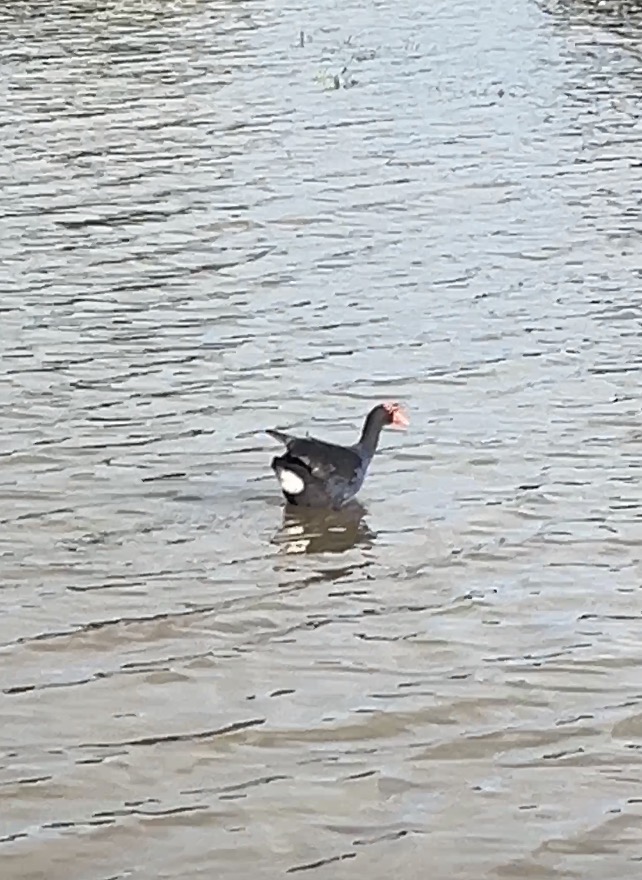 pukeko